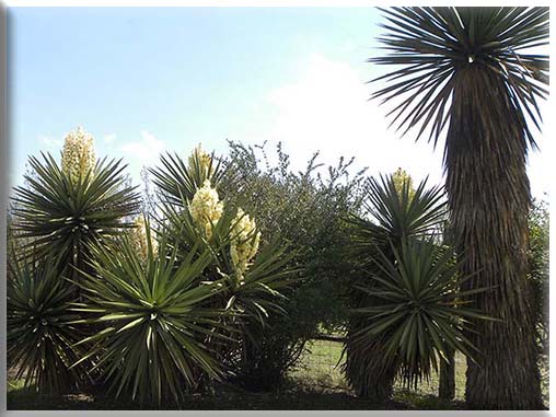 blooms